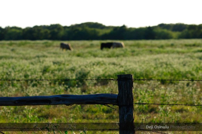 TX_Backroads_Sunsets_Livestock_0790