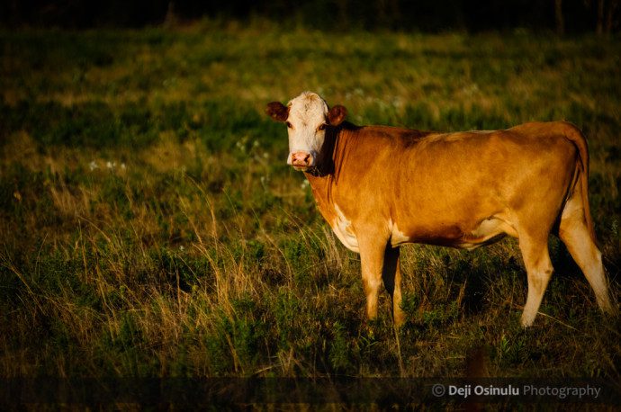 TX_Backroads_Sunsets_Livestock_0836