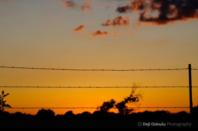 TX_Backroads_Sunsets_Livestock_0926